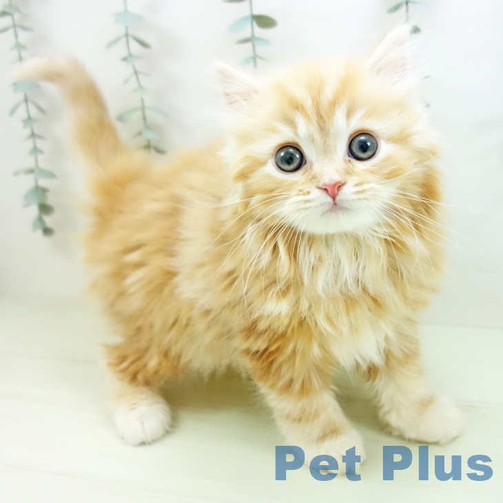 スコティッシュフォールド