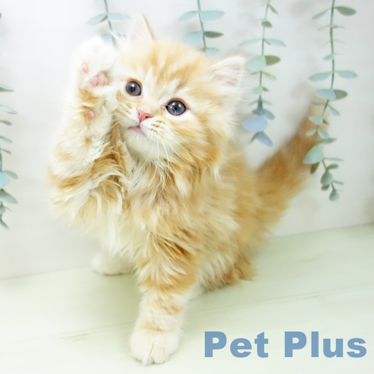 スコティッシュフォールド