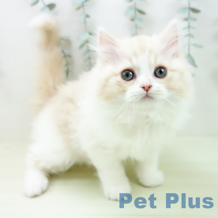 鹿児島県のスコティッシュフォールド (ペットプラス 姶良店/2025年12月18日生まれ/男の子/クリームタビーホワイト)の子猫の1枚目の画像