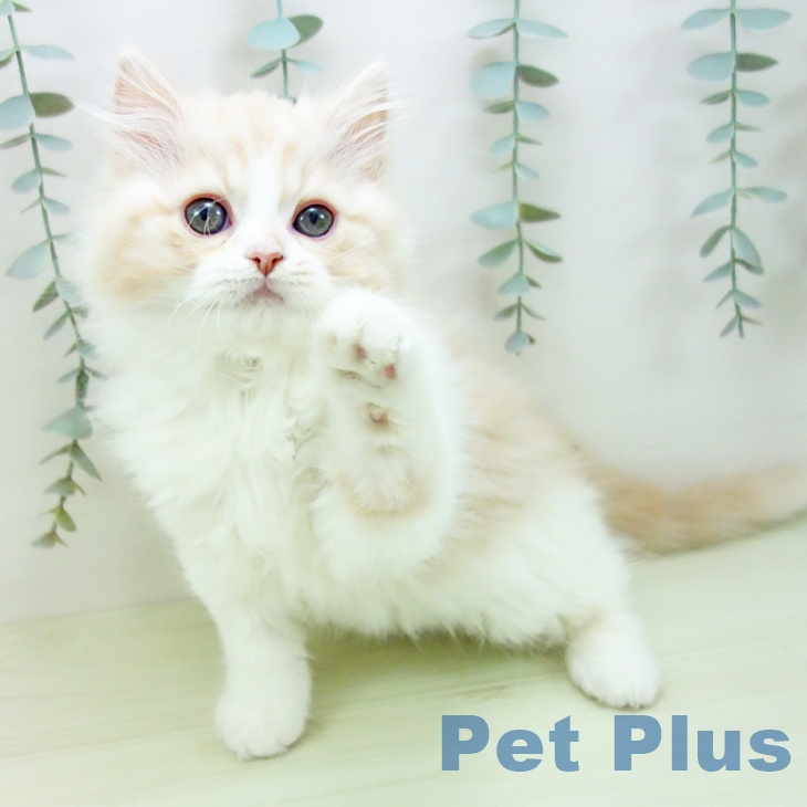 鹿児島県のスコティッシュフォールド (ペットプラス 姶良店/2025年12月18日生まれ/男の子/クリームタビーホワイト)の子猫の2枚目の画像
