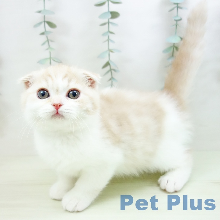 スコティッシュフォールド