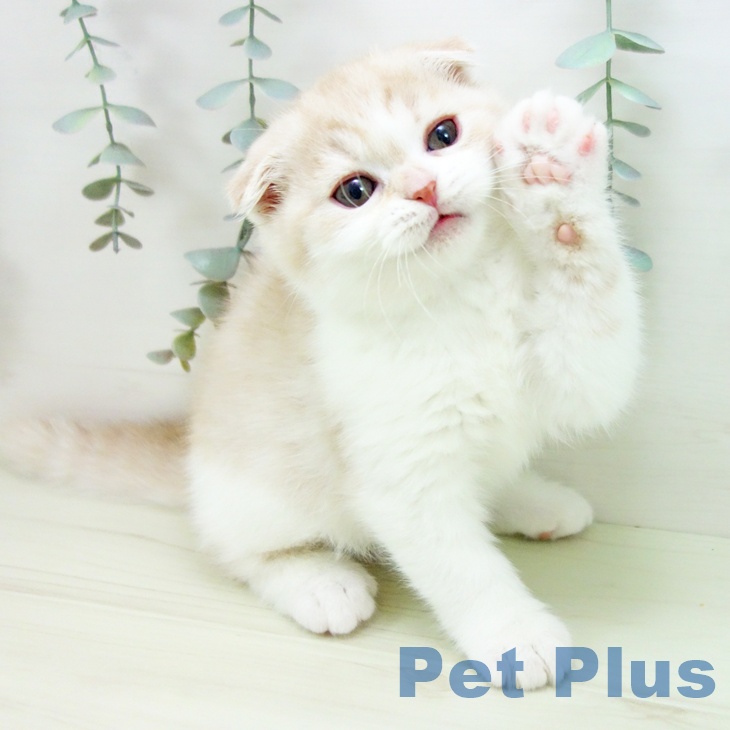 スコティッシュフォールドの写真2