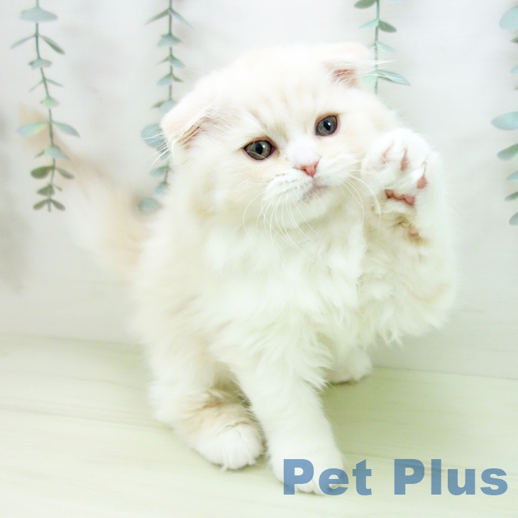 スコティッシュフォールドの写真2