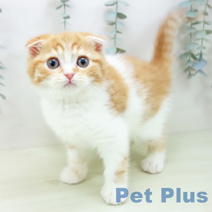 スコティッシュフォールド