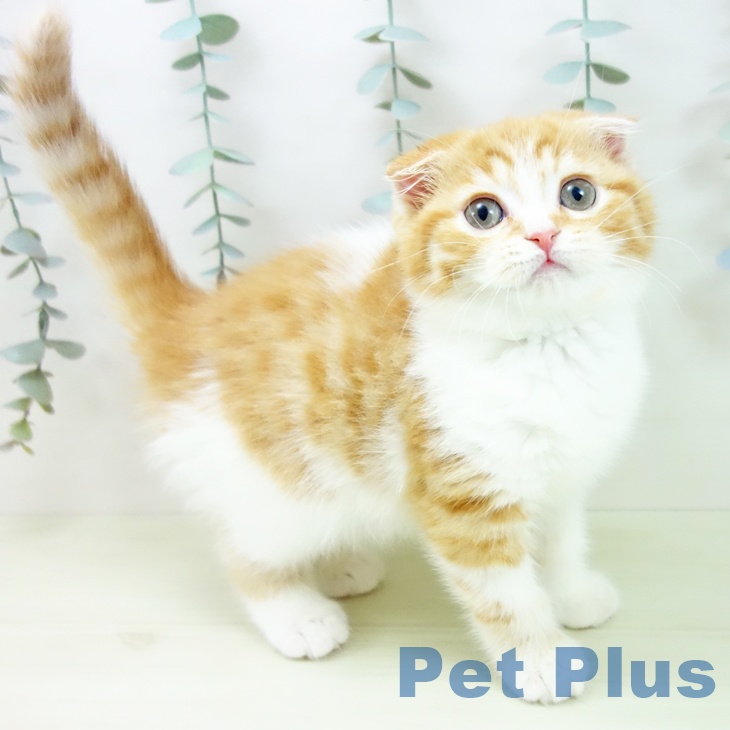 スコティッシュフォールド