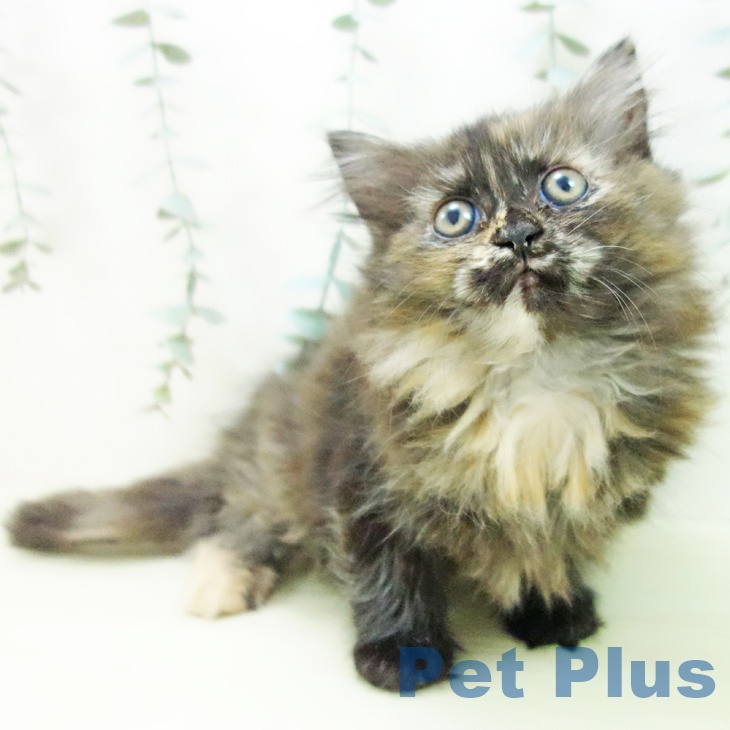 ラガマフィンの写真2