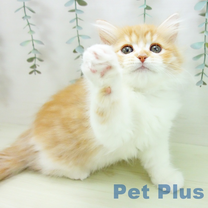 ラガマフィンの写真2