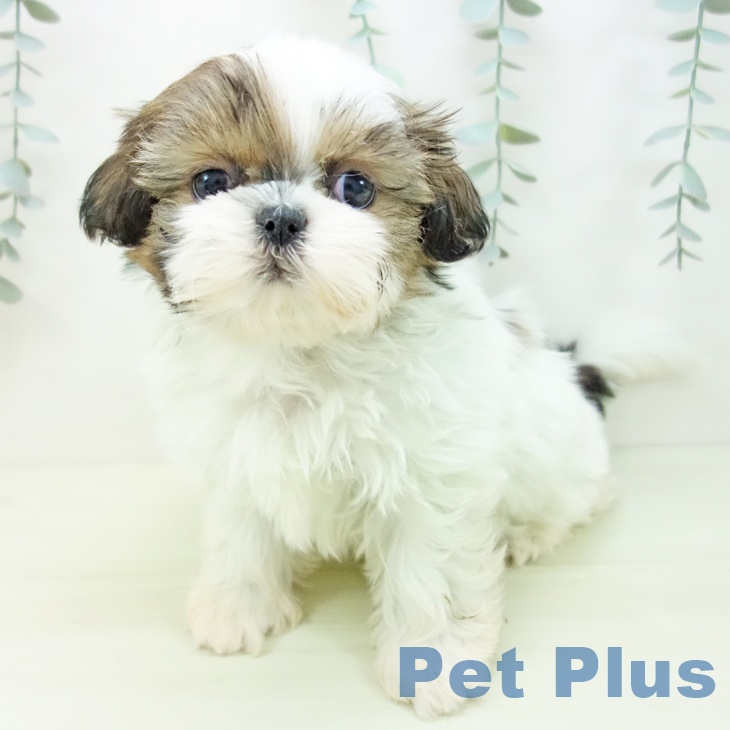 シー・ズーの写真2