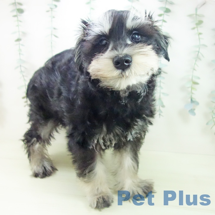 福井県のミニチュアシュナウザー (ペットプラス 福井店/2025年12月1日生まれ/男の子/ブラックシルバー)の子犬の1枚目の画像