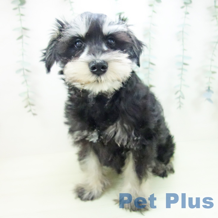 福井県のミニチュアシュナウザー (ペットプラス 福井店/2025年12月1日生まれ/男の子/ブラックシルバー)の子犬の2枚目の画像