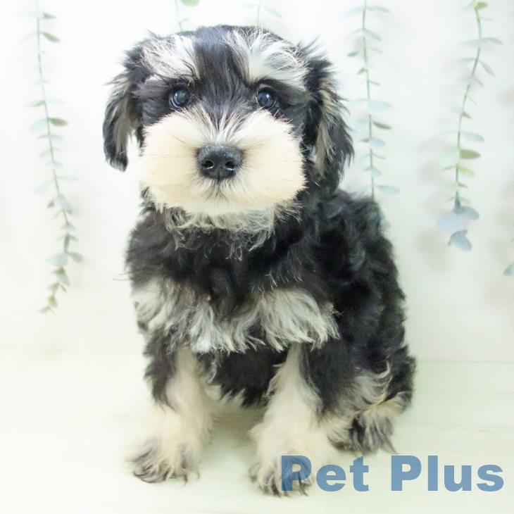 愛知県のミニチュアシュナウザー (ペットプラス イオンモール豊川店/2025年12月1日生まれ/男の子/ブラックシルバー)の子犬の2枚目の画像