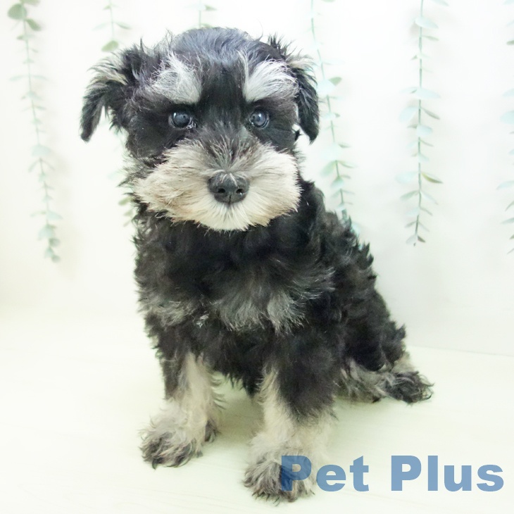 岐阜県のミニチュアシュナウザー (ペットプラス 各務原店/2025年12月1日生まれ/女の子/ブラックシルバー)の子犬の2枚目の画像
