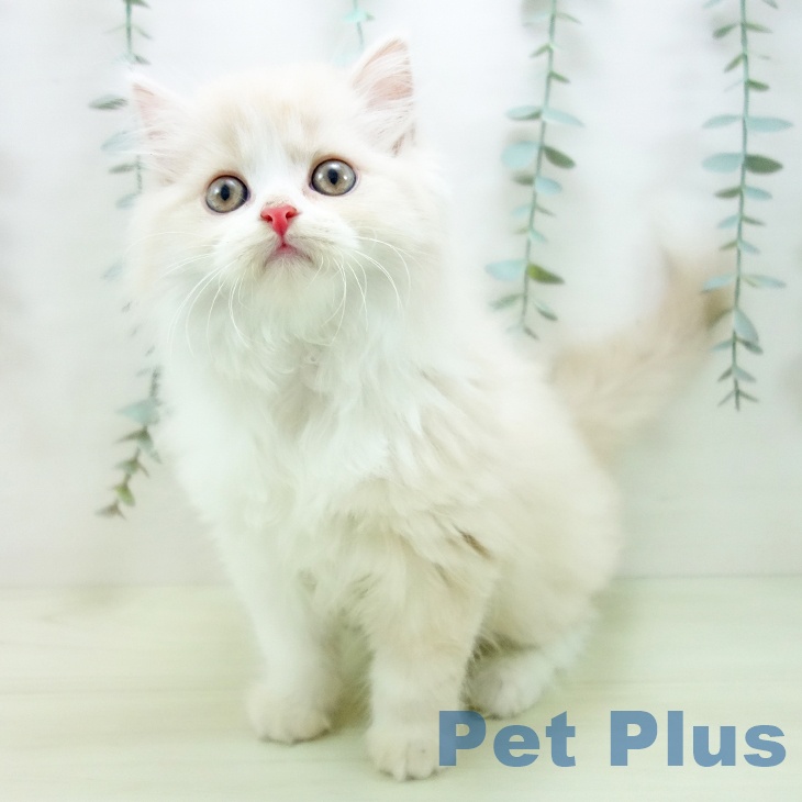 スコティッシュフォールド