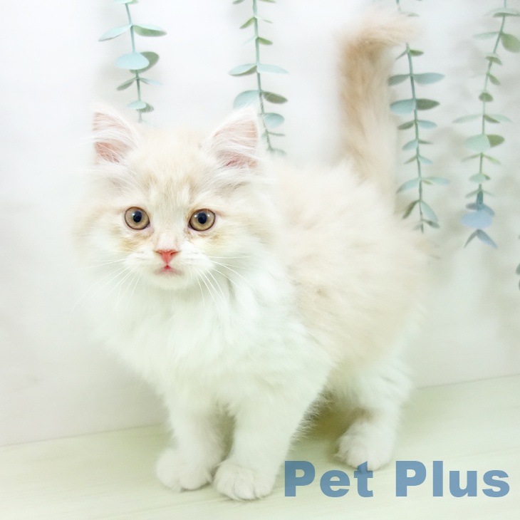 スコティッシュフォールドの写真2