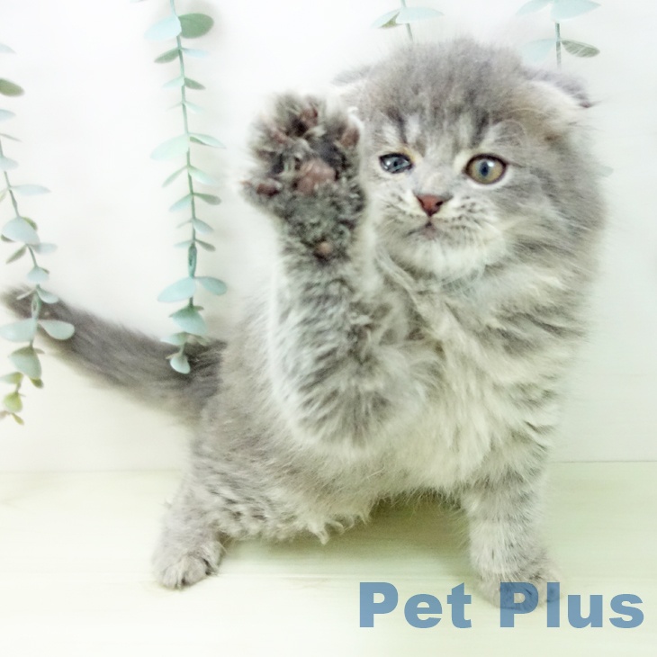 スコティッシュフォールドの写真2