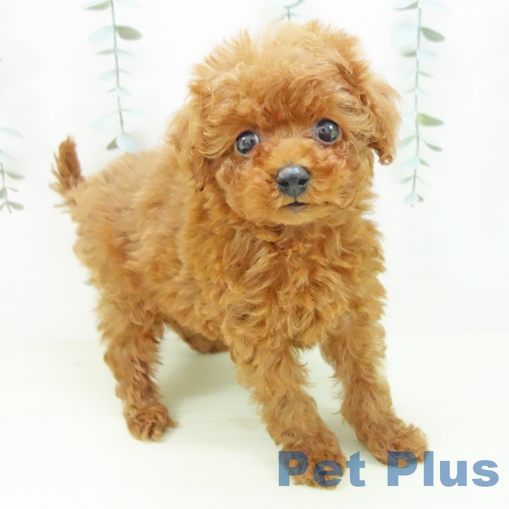 トイ・プードル