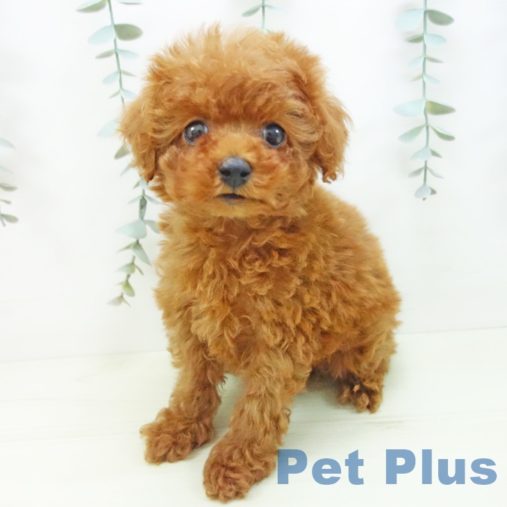 トイ・プードルの写真2