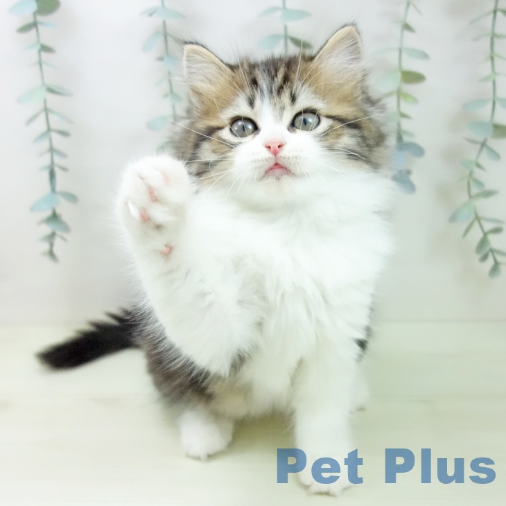 ラガマフィンの写真2