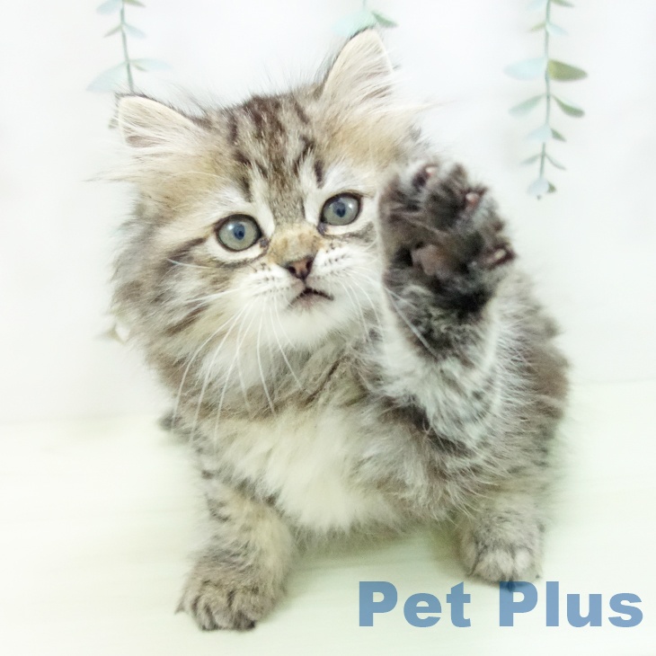 福岡県のラガマフィン (ペットプラス 小倉南店/2025年12月7日生まれ/女の子/ブラウンタビー)の子猫の2枚目の画像