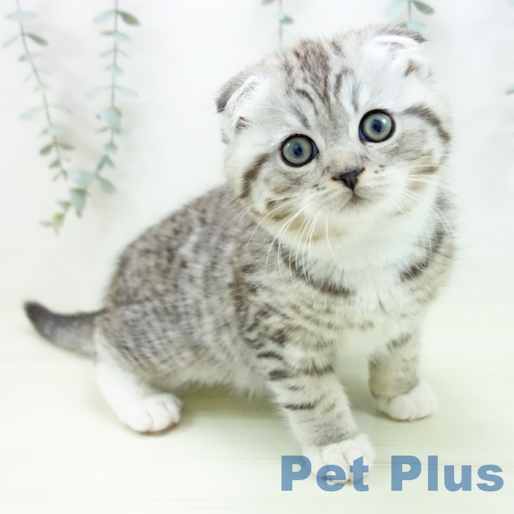 沖縄県のスコティッシュフォールド (ペットプラス 沖縄ライカム店/2025年12月13日生まれ/男の子/シルバータビーホワイト)の子猫