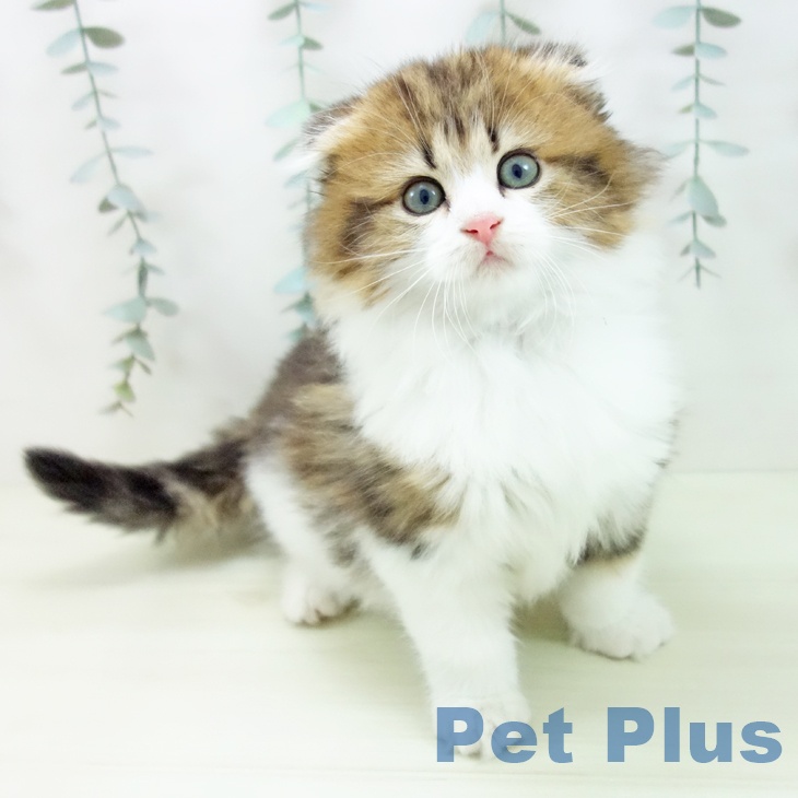 スコティッシュフォールド