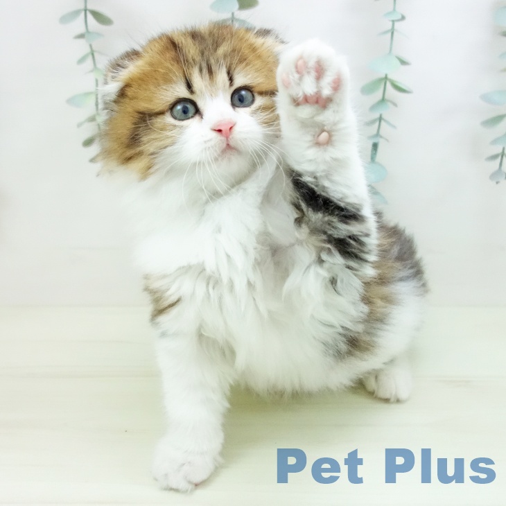 スコティッシュフォールド