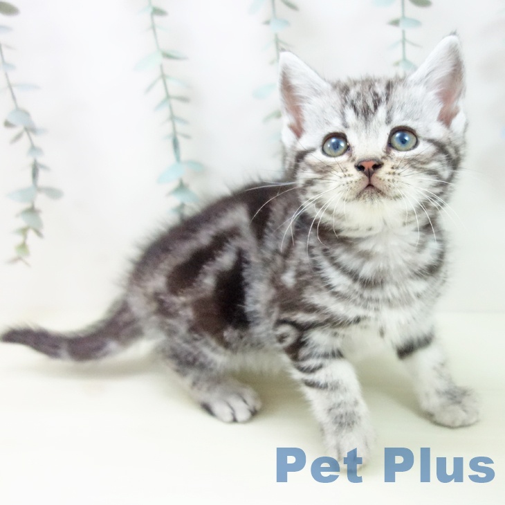 アメリカンショートヘア