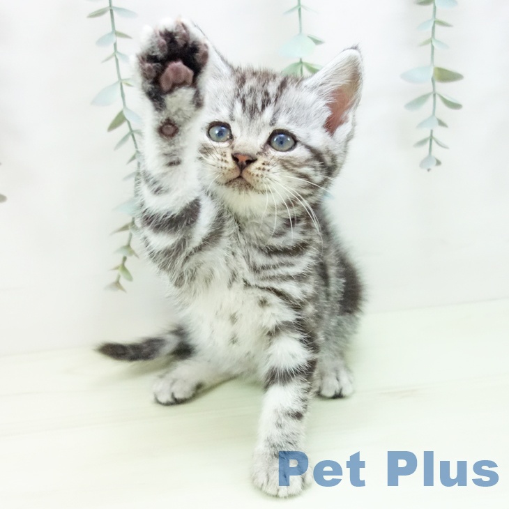 アメリカンショートヘア