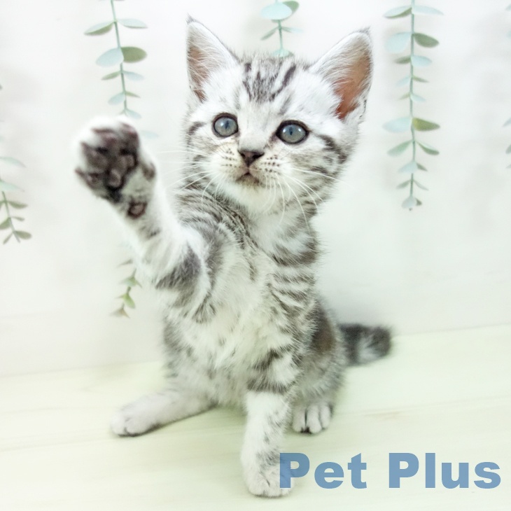 アメリカンショートヘア