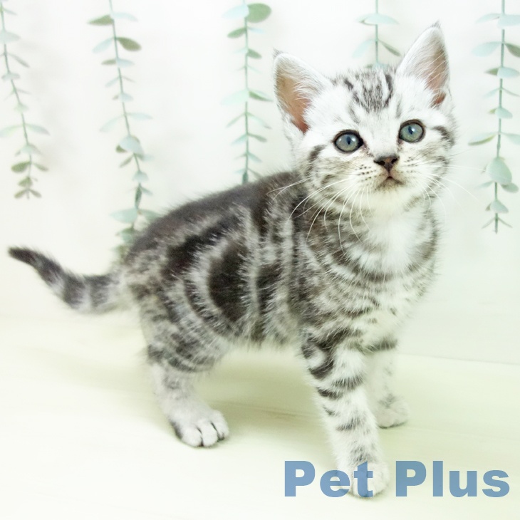 アメリカンショートヘア