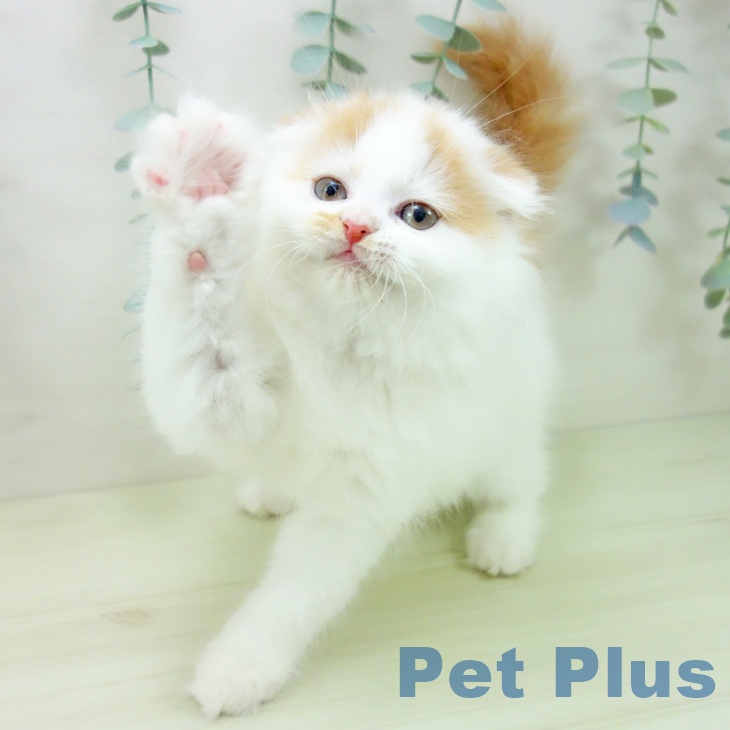 スコティッシュフォールドの写真2