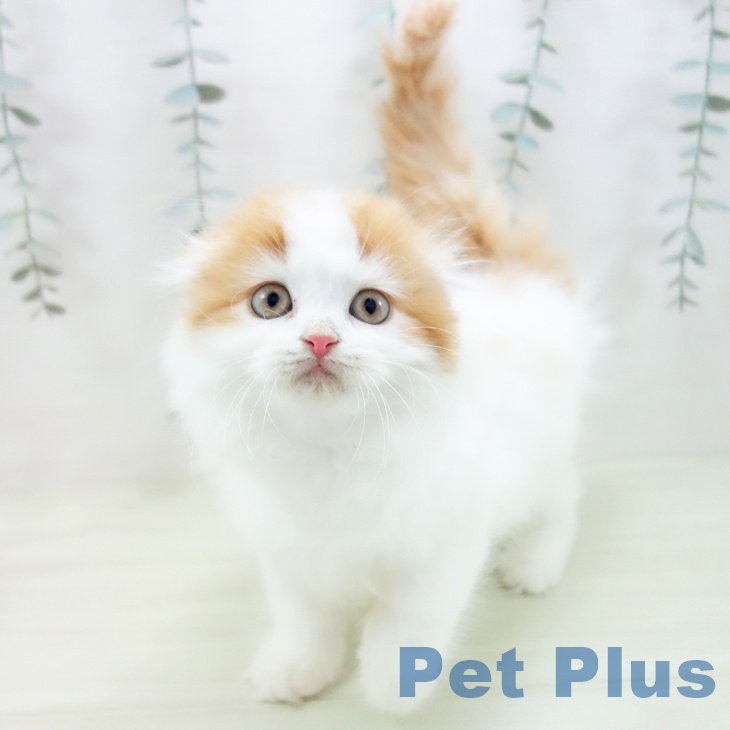 スコティッシュフォールドの写真2