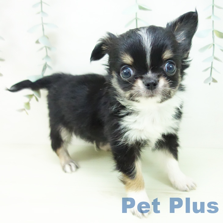 愛知県のチワワ(ロング) (ペットプラス ナゴヤドーム前店/2025年12月21日生まれ/男の子/ブラックタンホワイト)の子犬の1枚目の画像