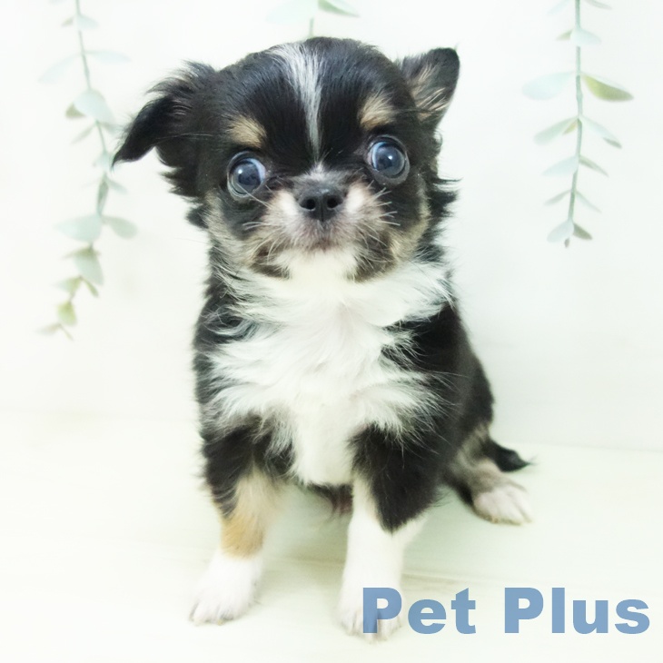 愛知県のチワワ(ロング) (ペットプラス ナゴヤドーム前店/2025年12月21日生まれ/男の子/ブラックタンホワイト)の子犬の2枚目の画像
