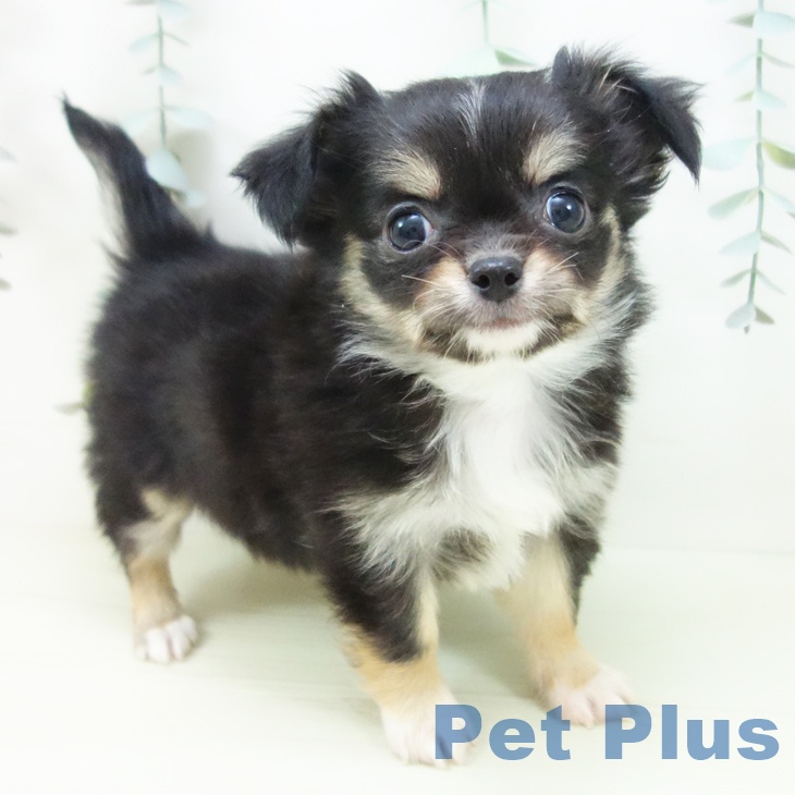 富山県のチワワ(ロング) (ペットプラス 高岡店/2025年12月21日生まれ/女の子/ブラックタンホワイト)の子犬の1枚目の画像
