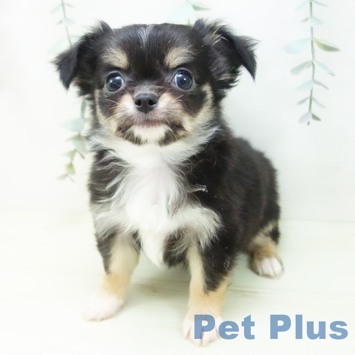 富山県のチワワ(ロング) (ペットプラス 高岡店/2025年12月21日生まれ/女の子/ブラックタンホワイト)の子犬の2枚目の画像