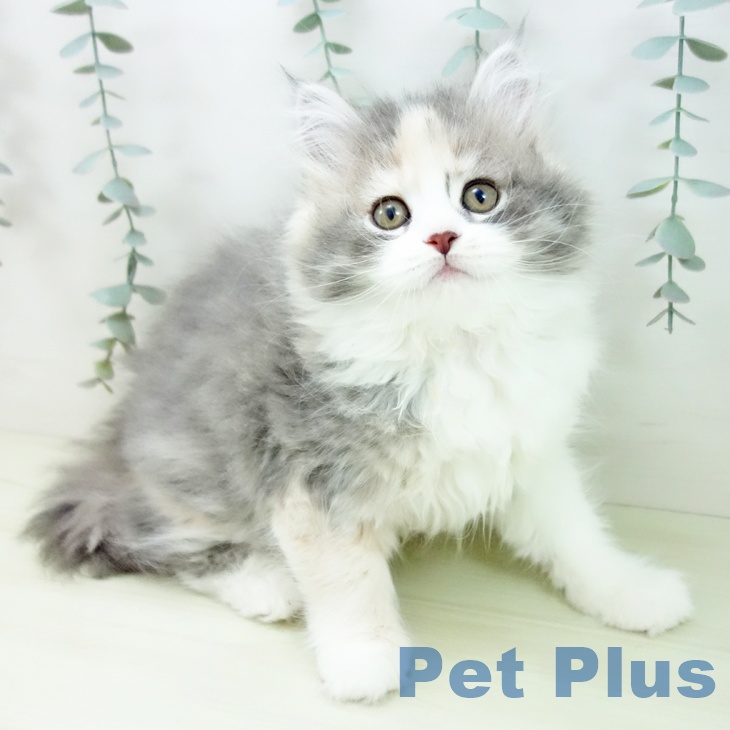 サイベリアンの写真2