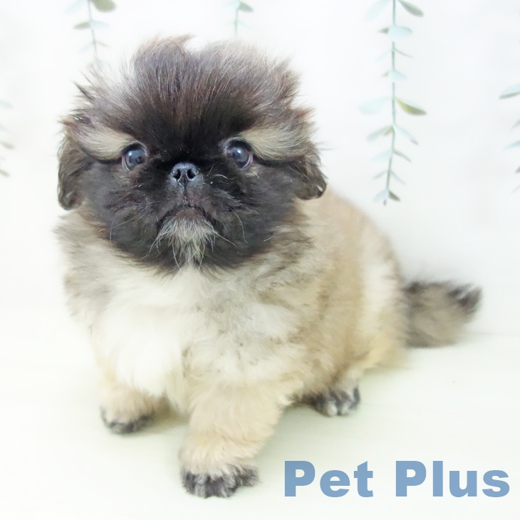 ペキニーズの写真2