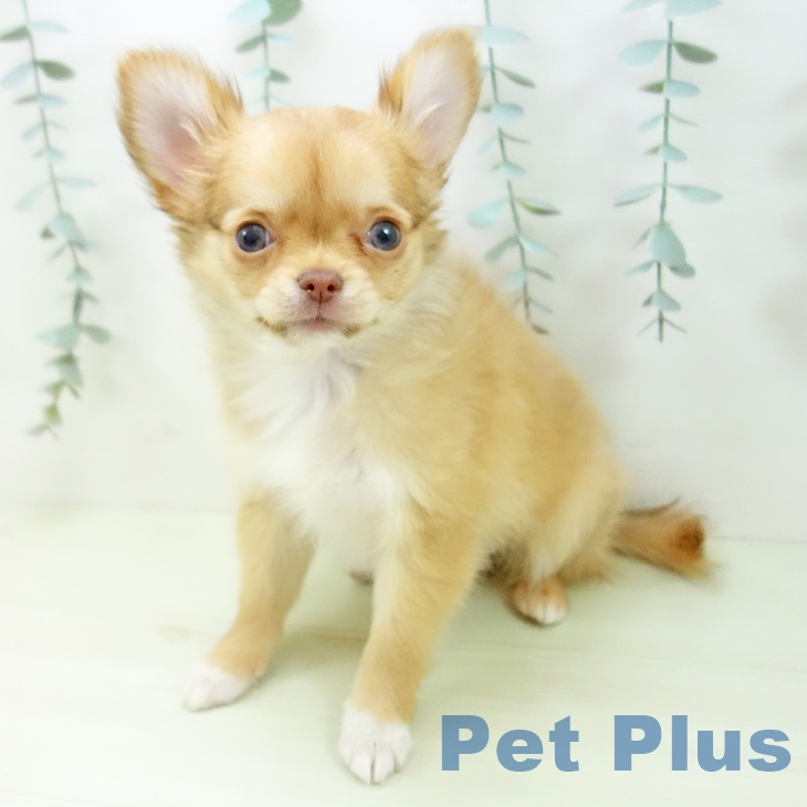 愛知県のチワワ(ロング) (ペットプラス 千音寺店/2025年12月17日生まれ/女の子/チョコレートフォーンホワイト)の子犬の1枚目の画像