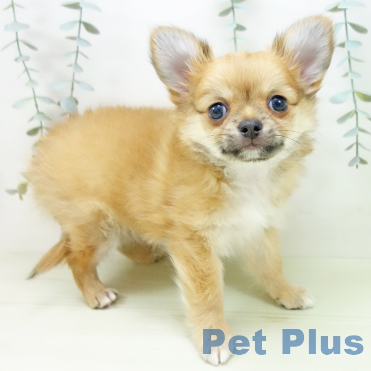 愛知県のチワワ(ロング) (ペットプラス 豊田店/2025年12月19日生まれ/男の子/フォーン)の子犬の1枚目の画像