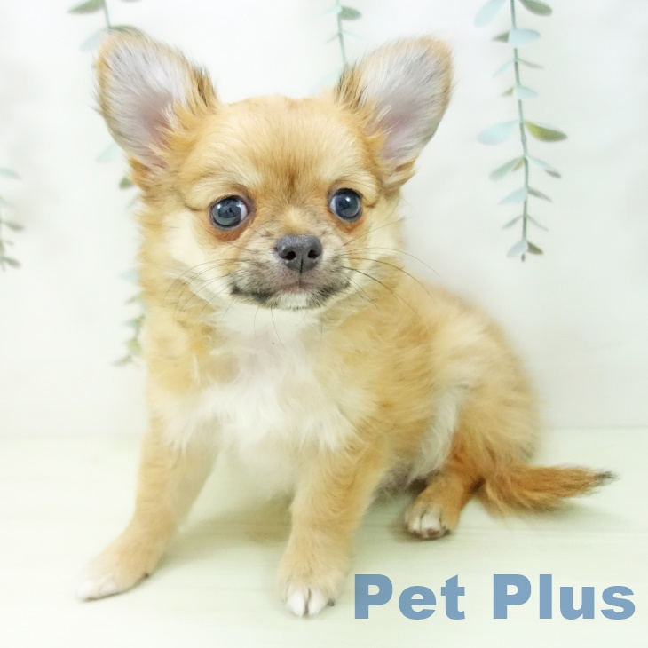愛知県のチワワ(ロング) (ペットプラス 豊田店/2025年12月19日生まれ/男の子/フォーン)の子犬の2枚目の画像