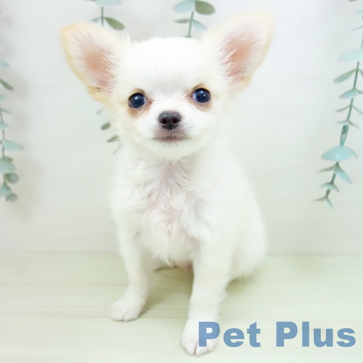 三重県のチワワ(ロング) (ペットプラス 東員店/2025年12月19日生まれ/男の子/クリームホワイト)の子犬の1枚目の画像