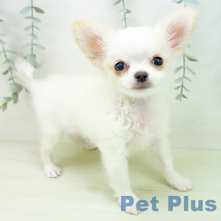 三重県のチワワ(ロング) (ペットプラス 東員店/2025年12月19日生まれ/男の子/クリームホワイト)の子犬の2枚目の画像