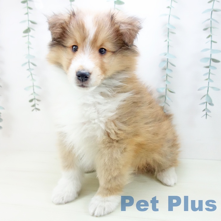 シェットランド・シープドッグ