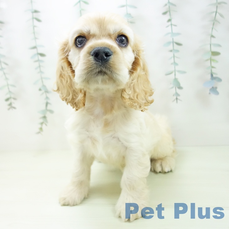 アメリカン・コッカー・スパニエルの写真2