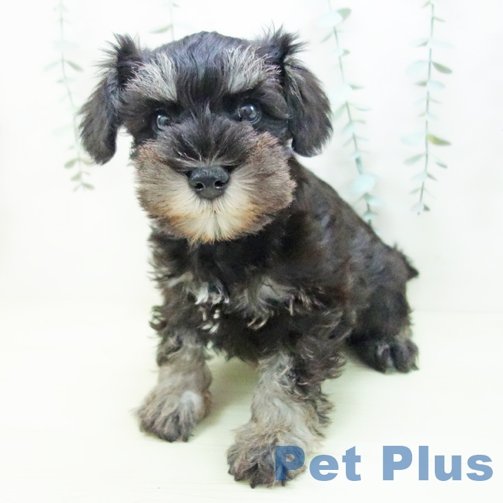 ミニチュア・シュナウザー