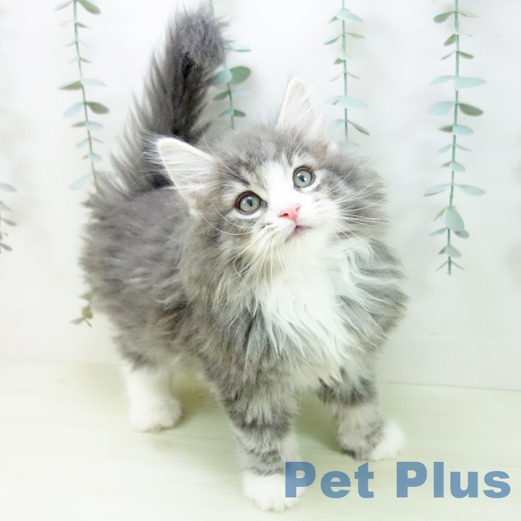 ノルウェージャンフォレストキャット