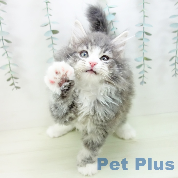 ノルウェージャンフォレストキャットの写真2