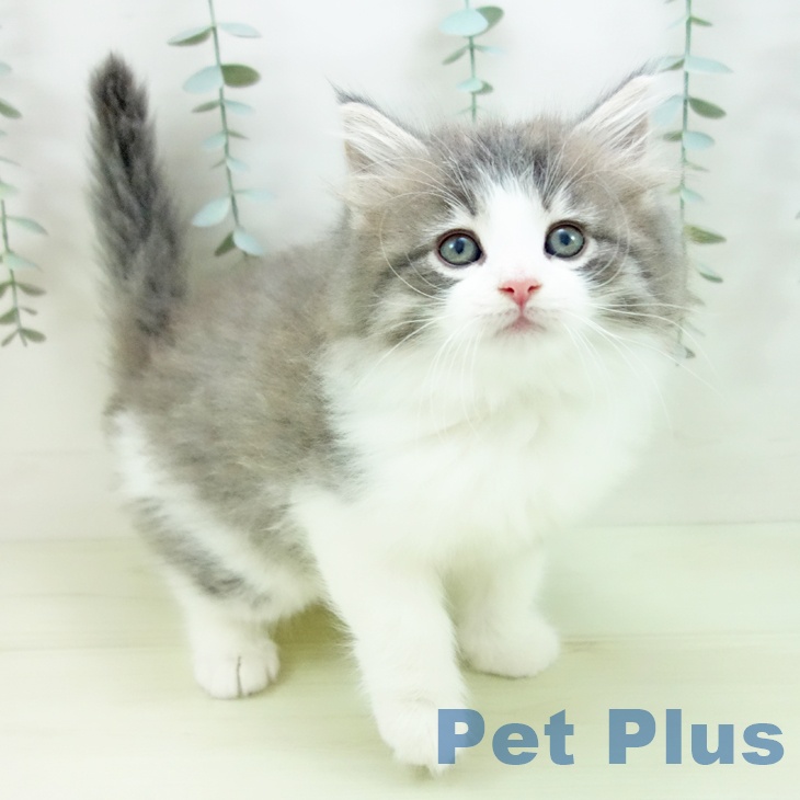 ノルウェージャンフォレストキャット