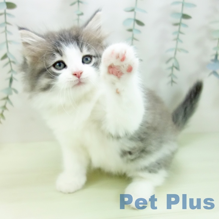 ノルウェージャンフォレストキャットの写真2